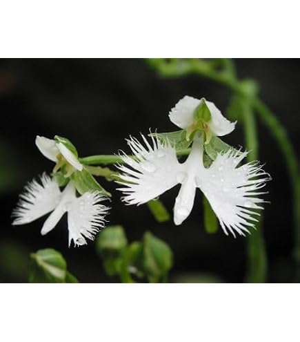 Amazon.co.jp: 国華園 山野草 サギソウ おまかせミックス (品種